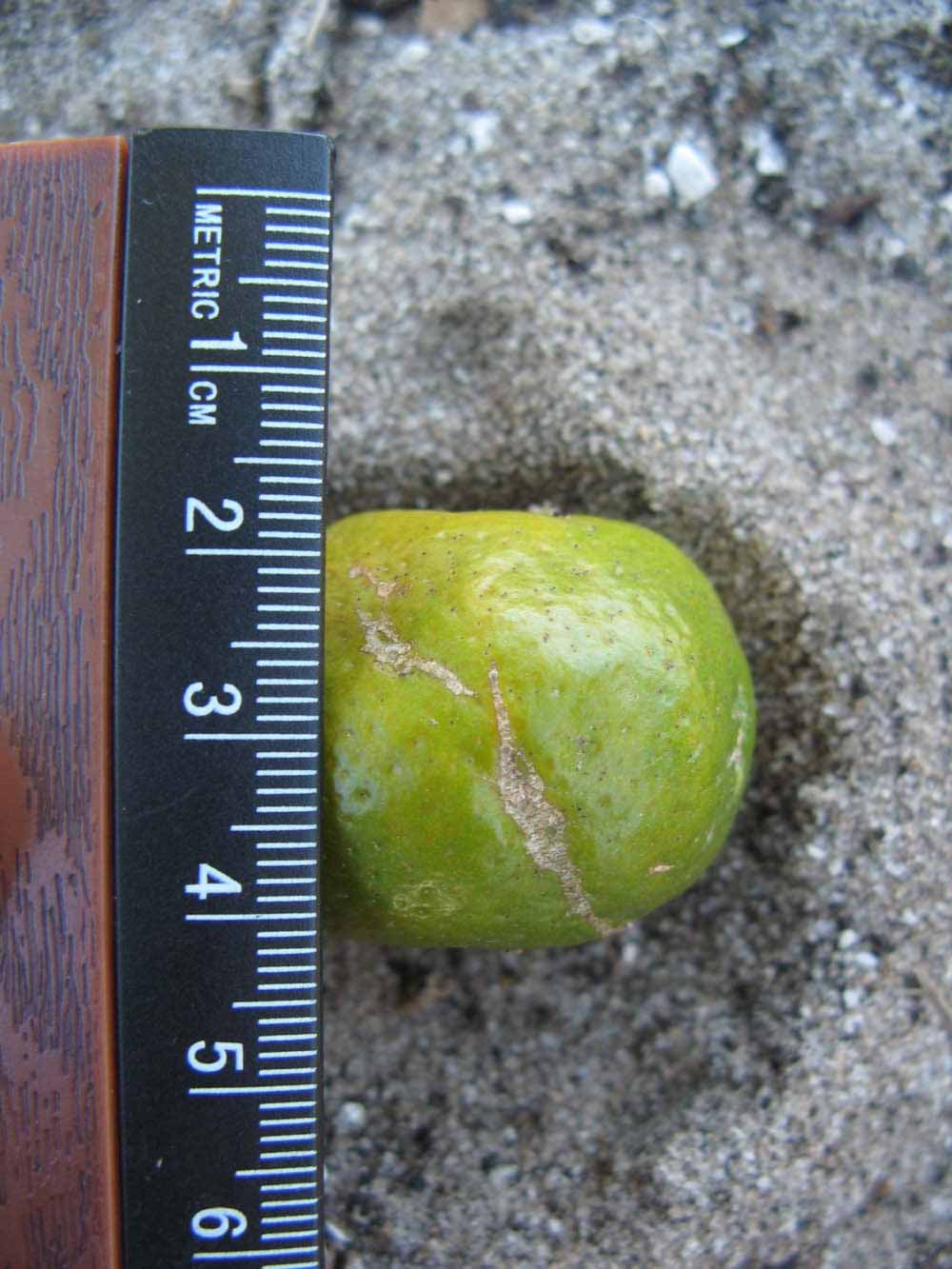           Immature fruit (Winter Haven, FL)   